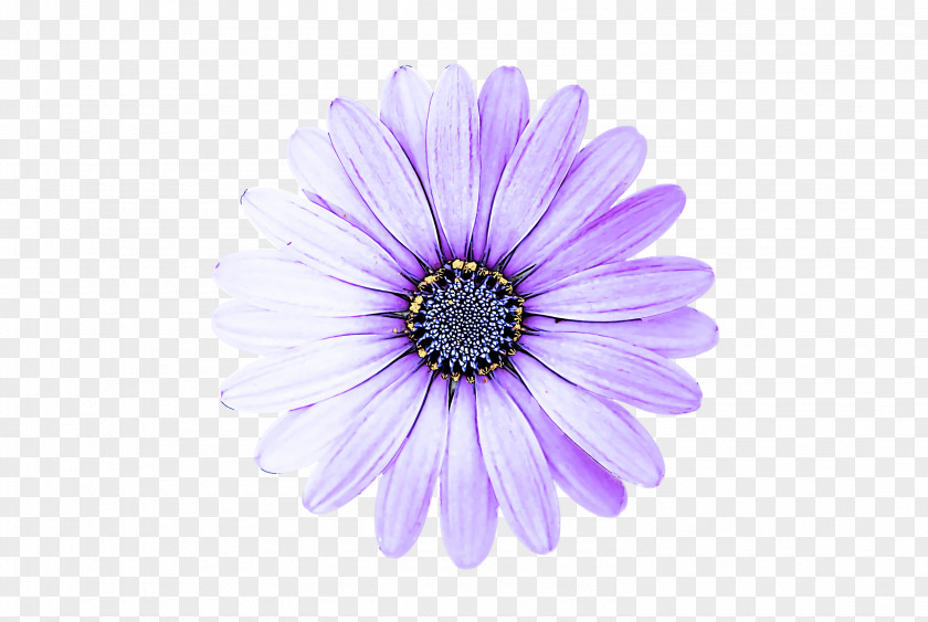 Transvaal Daisy Chrysanthemum Close-up PNG