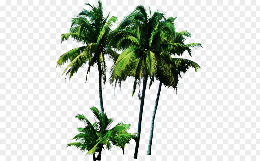 Tree Palm Trees Clip Art Plants PNG