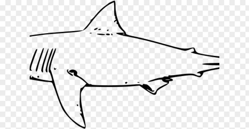 Coloring Book Squaliformes Great White Shark Background PNG