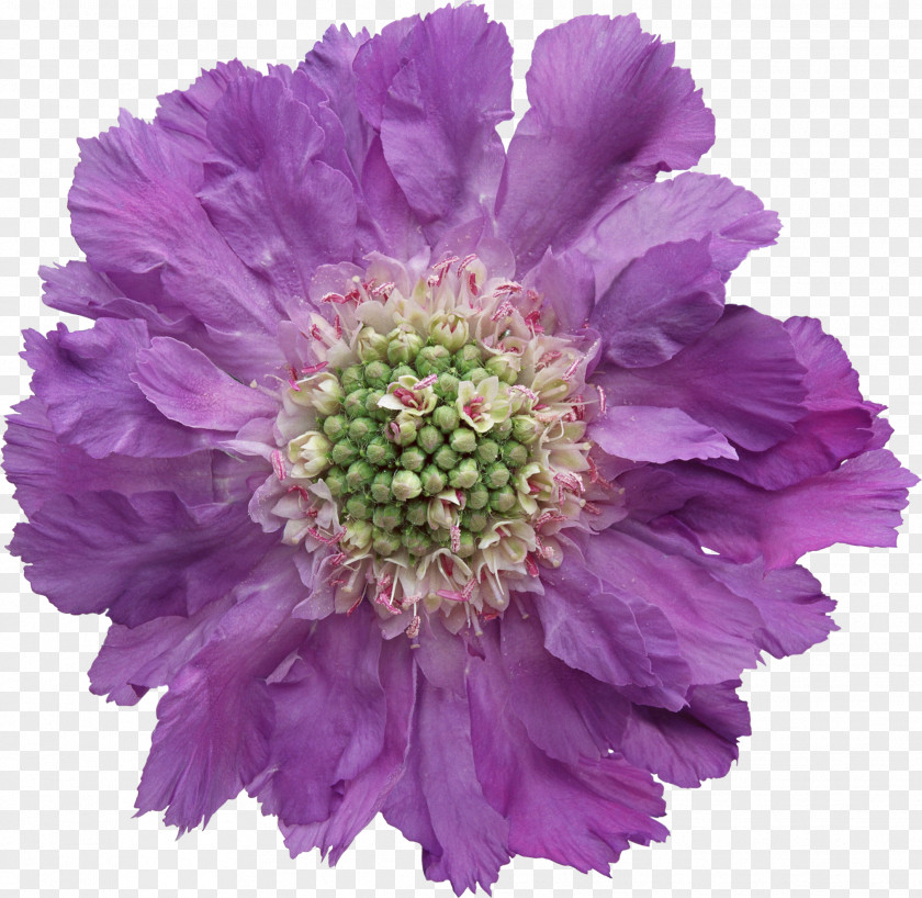 Flower Stock Photography Image Clip Art PNG