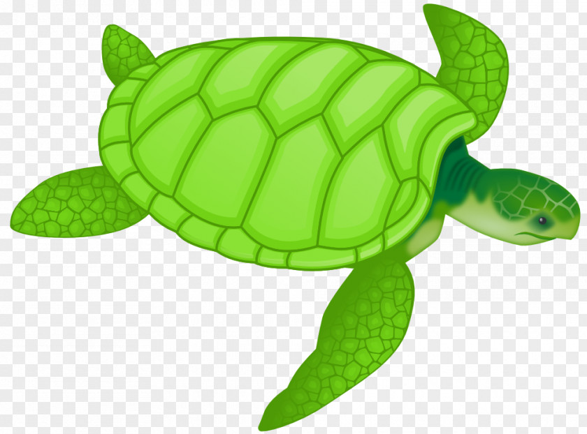 Free Turtle Clipart Green Sea Drawing Clip Art PNG