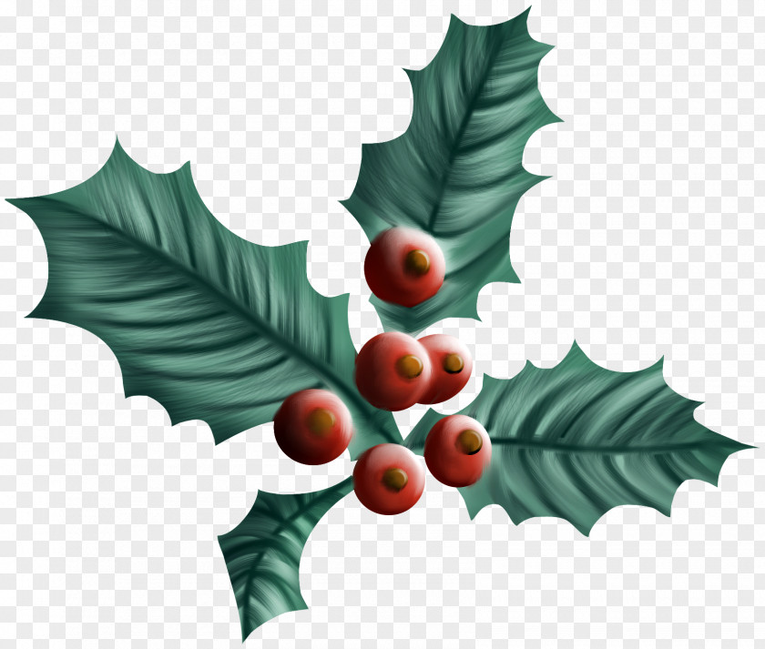 Holly Leaf Common Christmas Drawing Aquifoliales Plant PNG