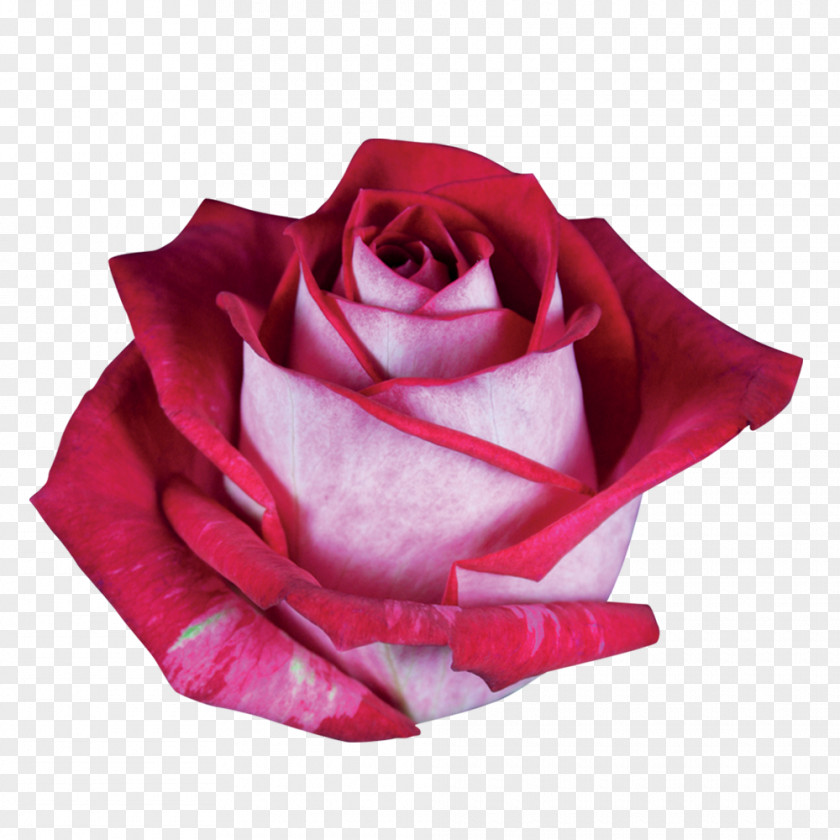 Mp Garden Roses Cabbage Rose Cut Flowers PNG