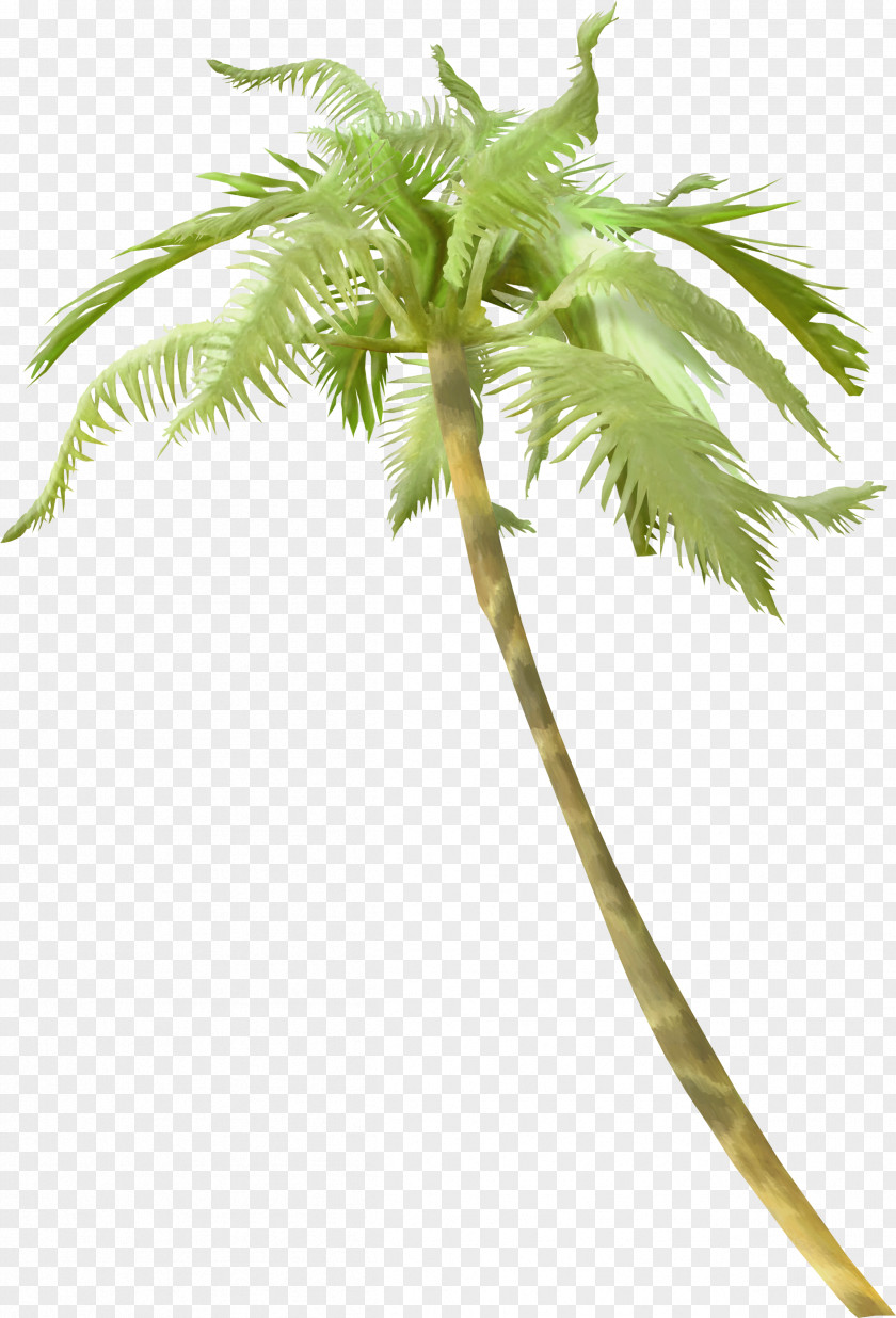 Palm Tree Light Arecaceae Clip Art PNG