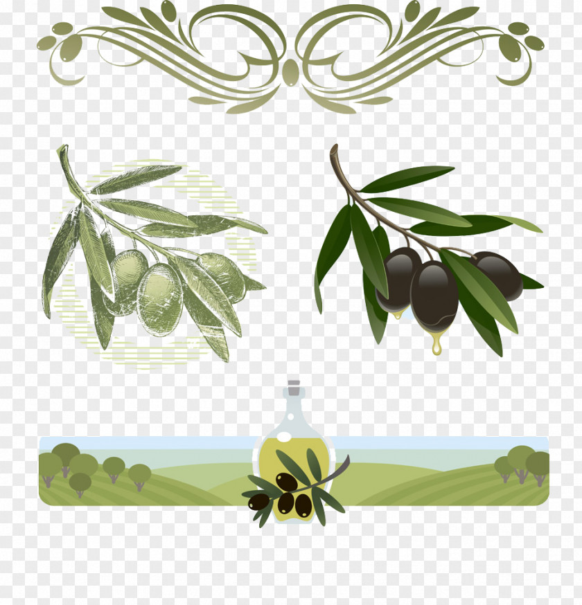 Cartoon Olive Oil Collection Stock Illustration Royalty-free PNG