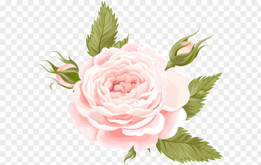 Deco Centifolia Roses Garden Flower PNG