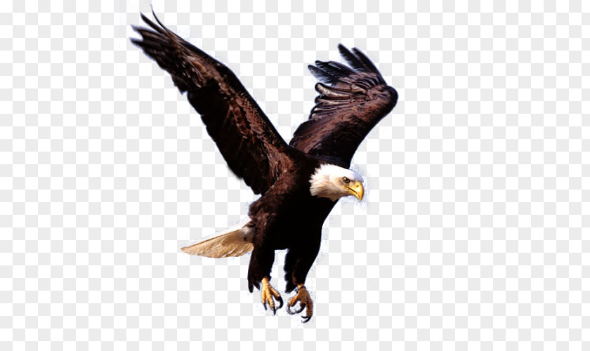 Eagle Bald PNG