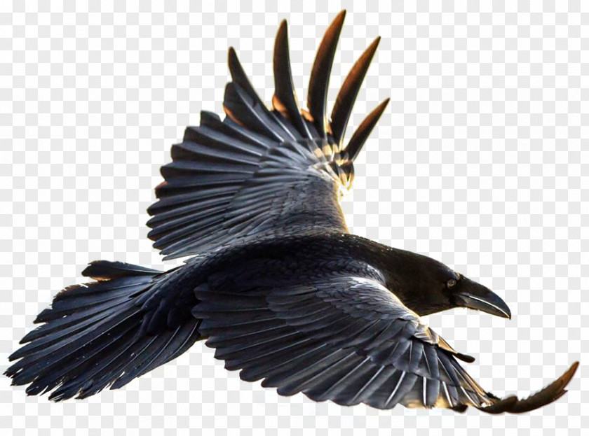Flying Ravens Bird Brains: The Intelligence Of Crows, Ravens, Magpies, And Jays American Crow Flight Common Raven PNG