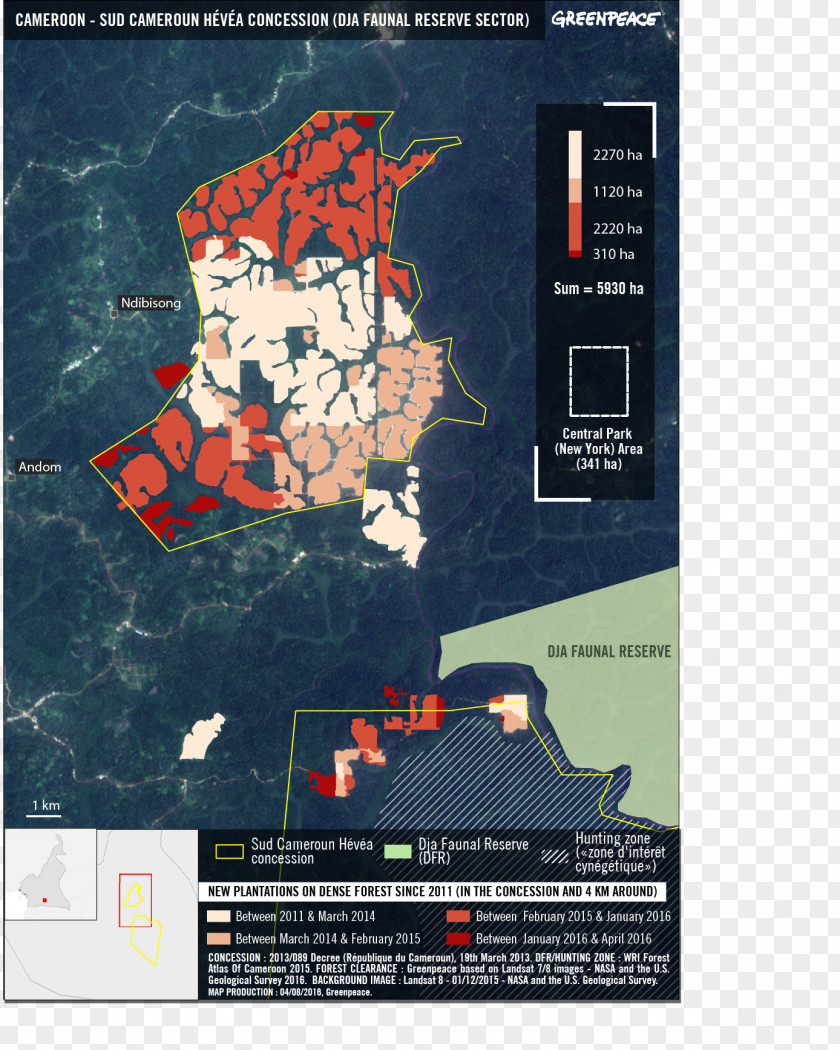 Forest Cameroon Pará Rubber Tree Plantation Greenpeace PNG