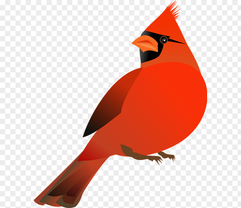 Northern Cardinal St. Louis Cardinals Clip Art PNG