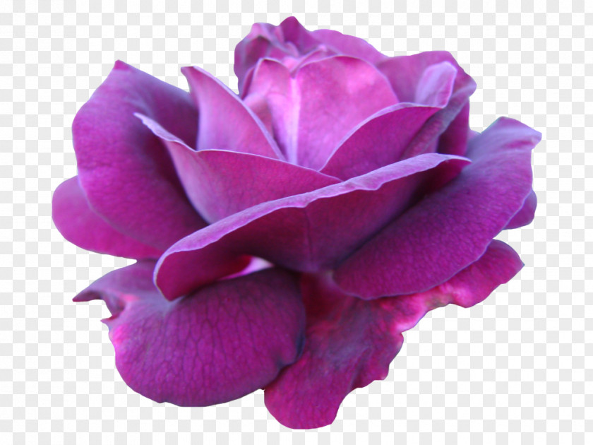 Purple Watercolor Flowers Pink Centifolia Roses Garden PNG