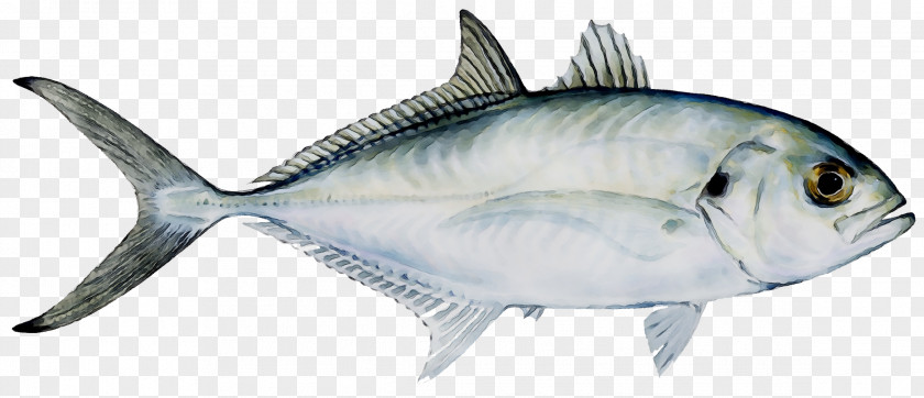 True Tunas Weakfish Shark Bluefish PNG