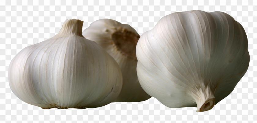 Garlics Garlic Vegetable Condiment PNG