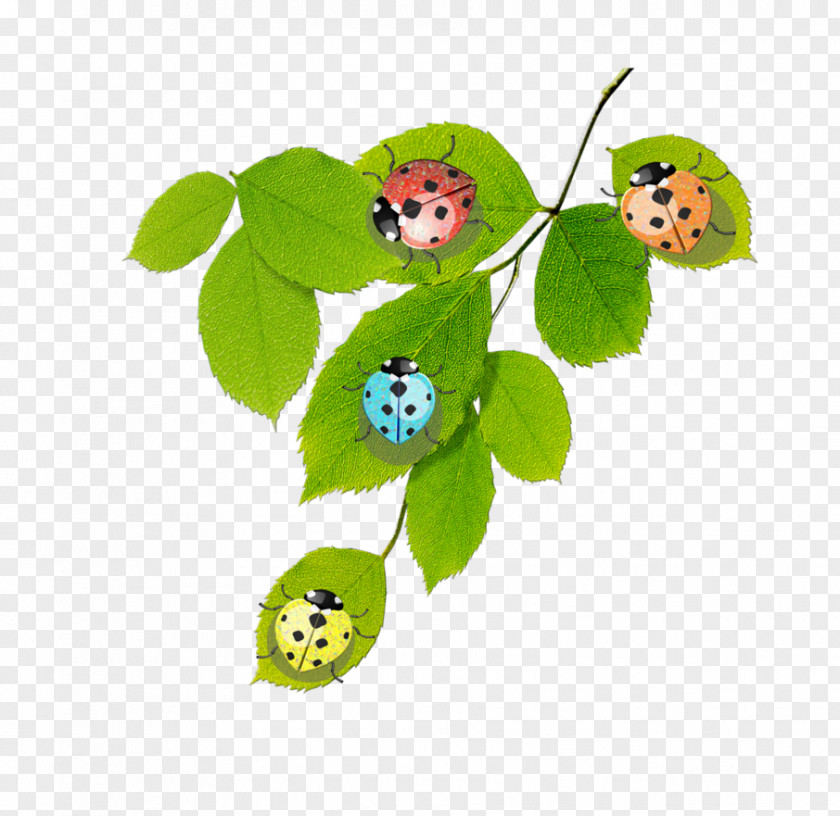 Branch Nature PNG