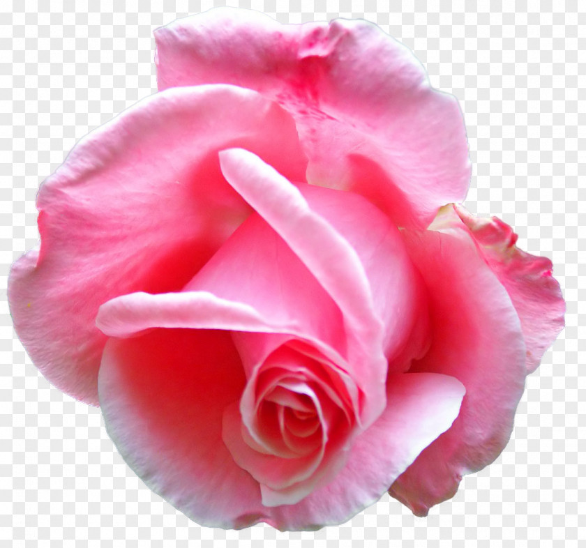 Creative Floral Design Patterns Flower Rose Bud Emblem PNG