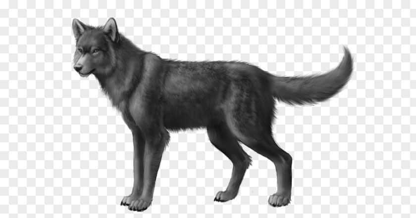 Dog Wolfdog Black Wolf African Wild Northern Rocky Mountain PNG