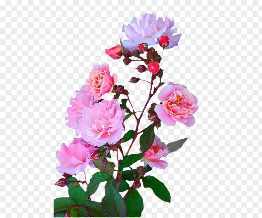 Flower Garden Roses Cut Flowers Centifolia Floral Design PNG