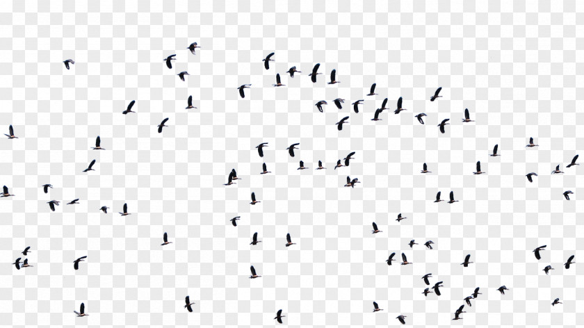 Flying Birds Bird Flock Architecture Art PNG