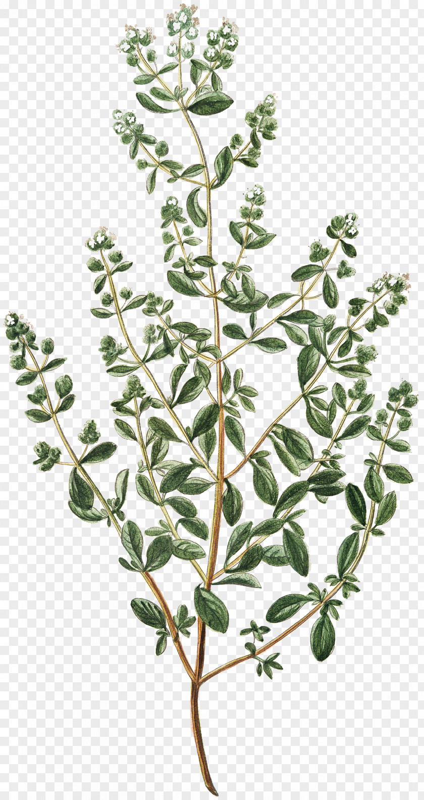 Fresh Basil Herb Origanum Dictamnus A Taxonomic Revision Of The Genus (Labiatae) Condiment Illustration PNG