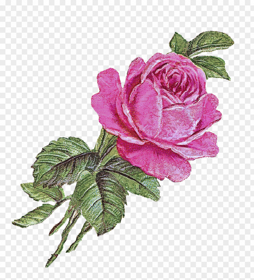 Petal Rose Family Garden Roses PNG