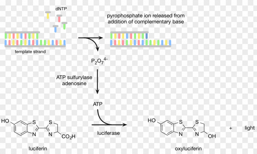 Pyrosequencing DNA Sequencing Luciferin Massive Parallel PNG