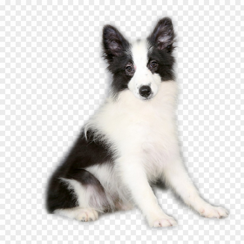 The Dog Was Sitting Border Collie German Shepherd Samoyed Terrier Puppy PNG
