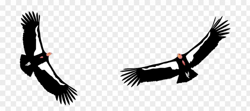 Bird California Condor Big Sur Ventana Wildlife Society PNG