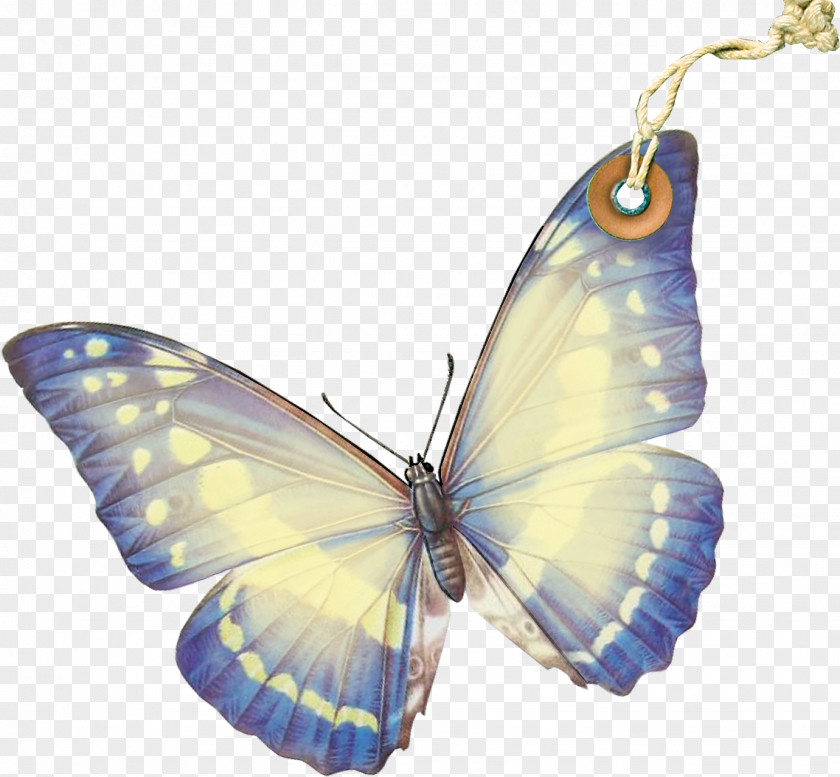 Butterfly Monarch Moth Pieridae Gossamer-winged Butterflies PNG