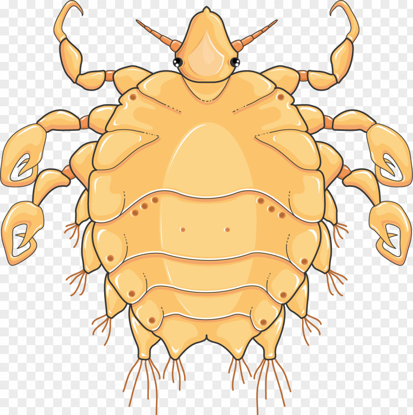 Crab Dungeness Louse Infectious Disease PNG