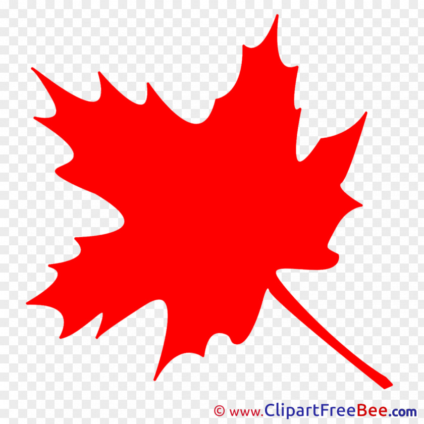 Maple Leaf Holi Color Clip Art PNG