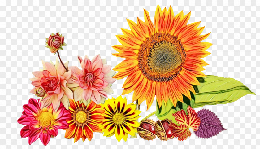 Perennial Plant Barberton Daisy Flowers Background PNG