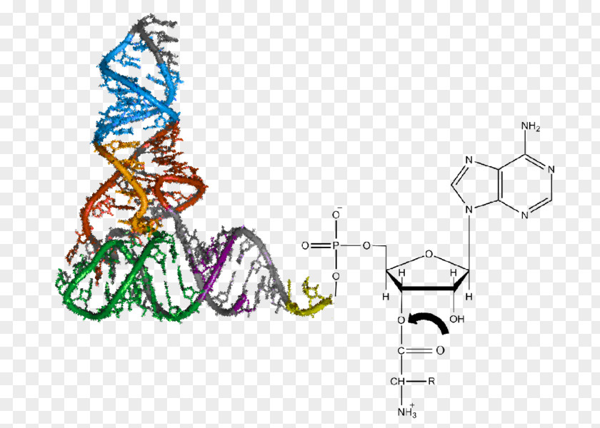 Aminoacyl-tRNA Transfer RNA Aminoacyl TRNA Synthetase Aminoacylation Amino Acid PNG