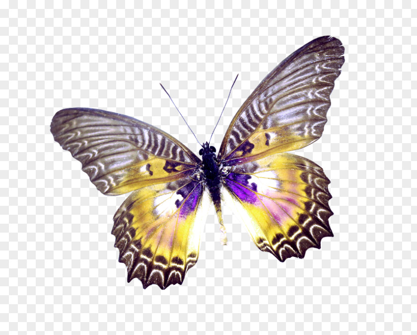 Beautiful Butterfly Clip Art PNG