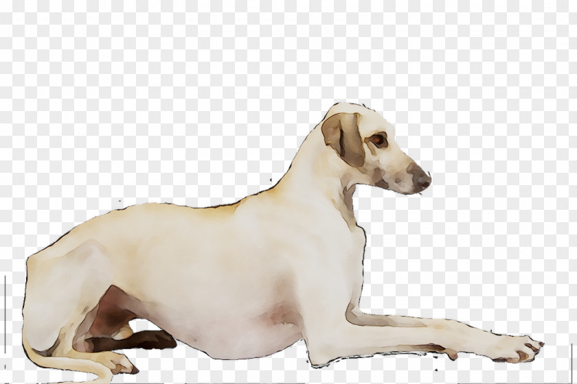 Lurcher Whippet Italian Greyhound Sloughi PNG