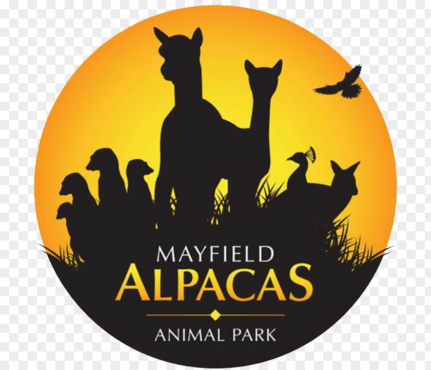 Mayfield Alpacas Llama Animal Zoo PNG