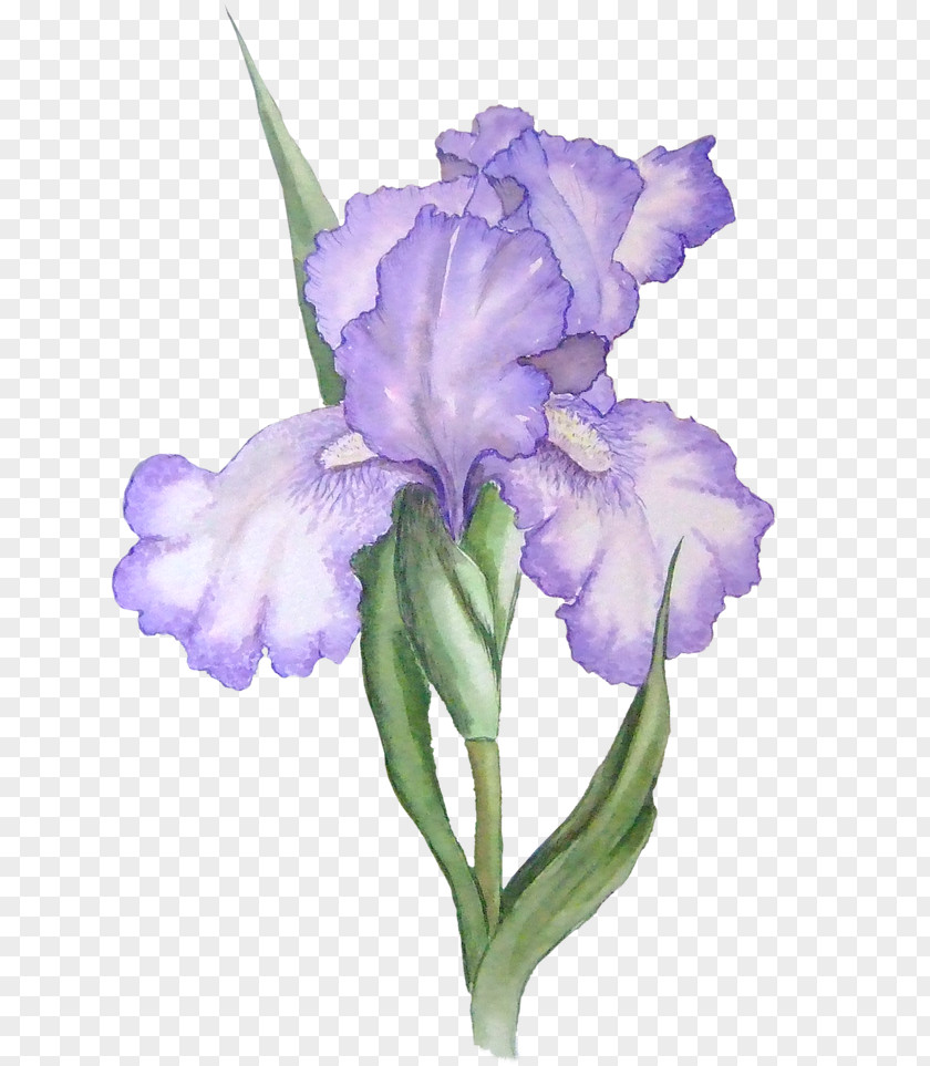 Weight Loss Graphics Iris Versicolor Lacustris Flower Data Set Clip Art PNG
