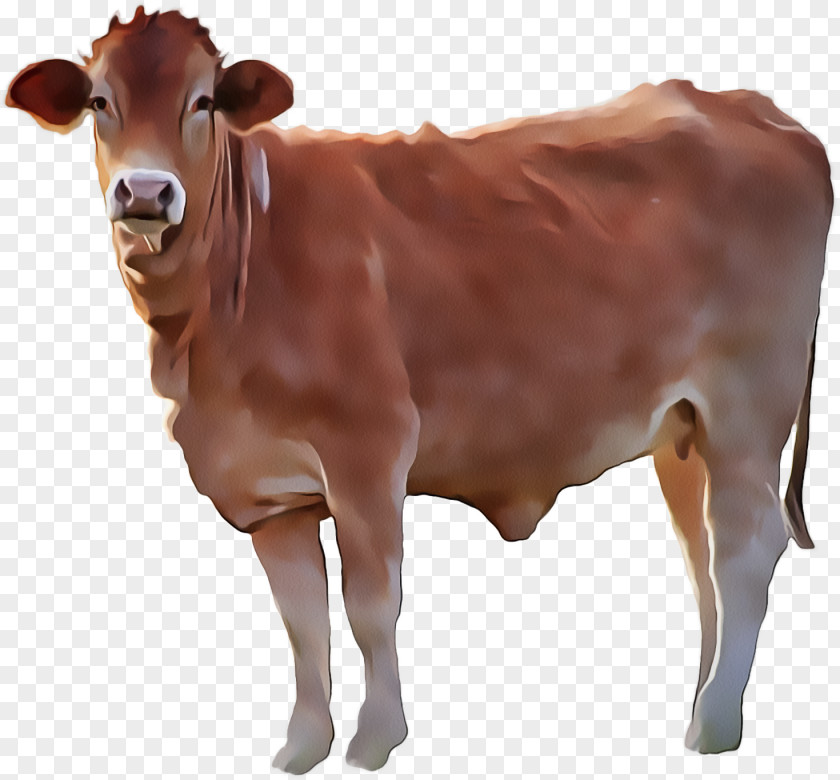 Animal Figure Calf Bovine Brown Dairy Cow Cow-goat Family Livestock PNG