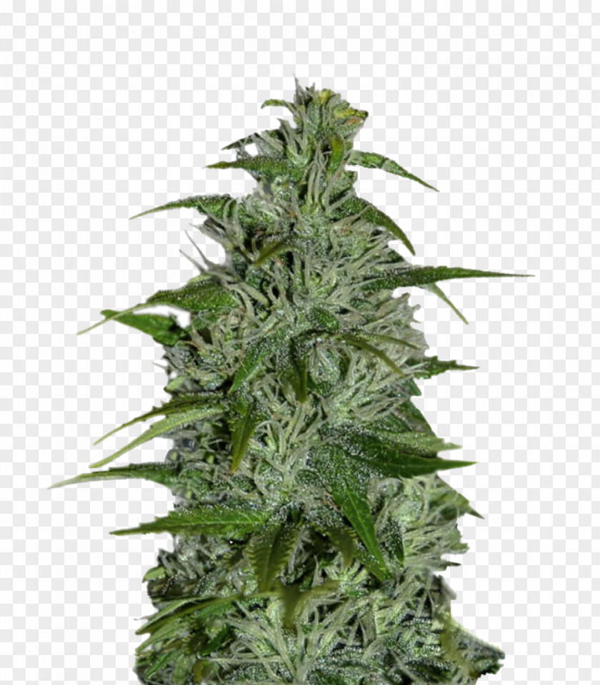 Cannabis Marijuana Seed Момент Cultivar PNG