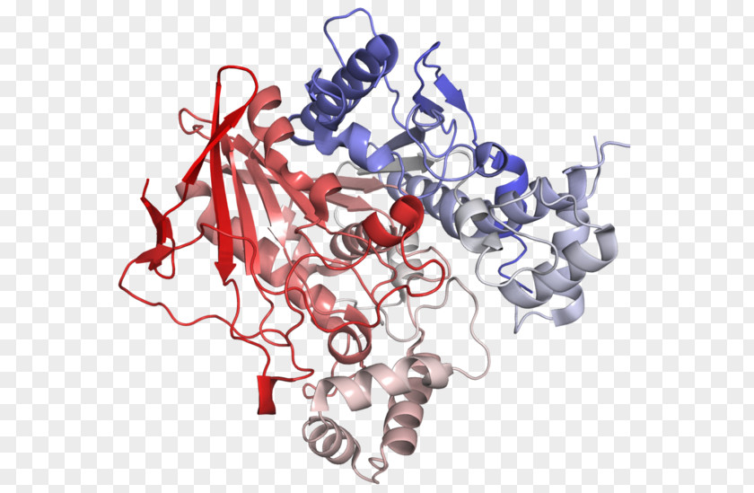 Cholinesterase Butyrylcholinesterase Enzyme Acetylcholinesterase PNG