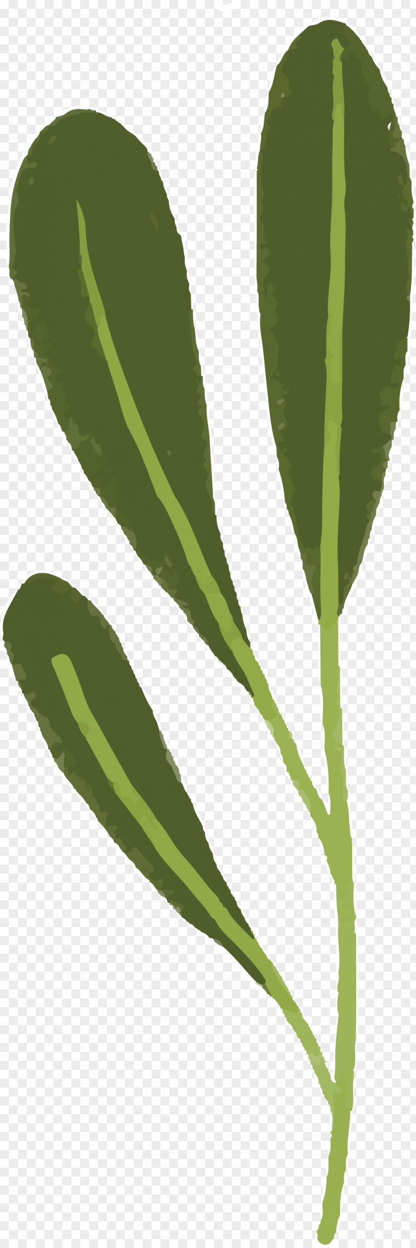 Leaf Plant Stem Plants Structure Science PNG