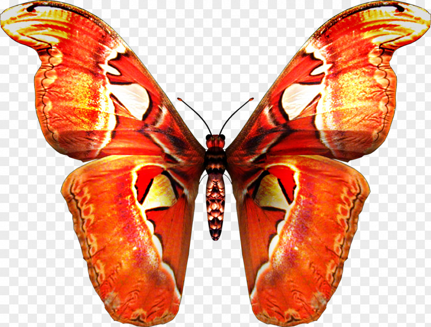 Butterfly Tattoo Clip Art PNG