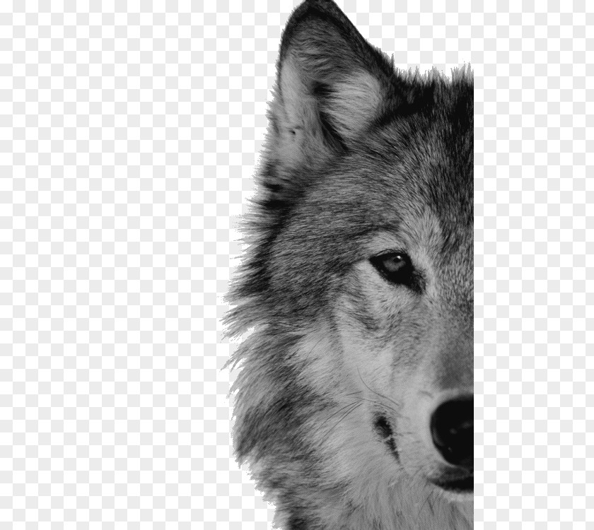 Dog Arctic Wolf Throne Of Glass Black Pack PNG