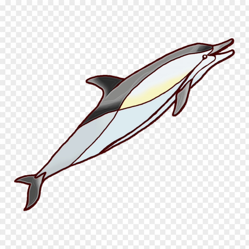 Dolphin Fish Line Biology Science PNG