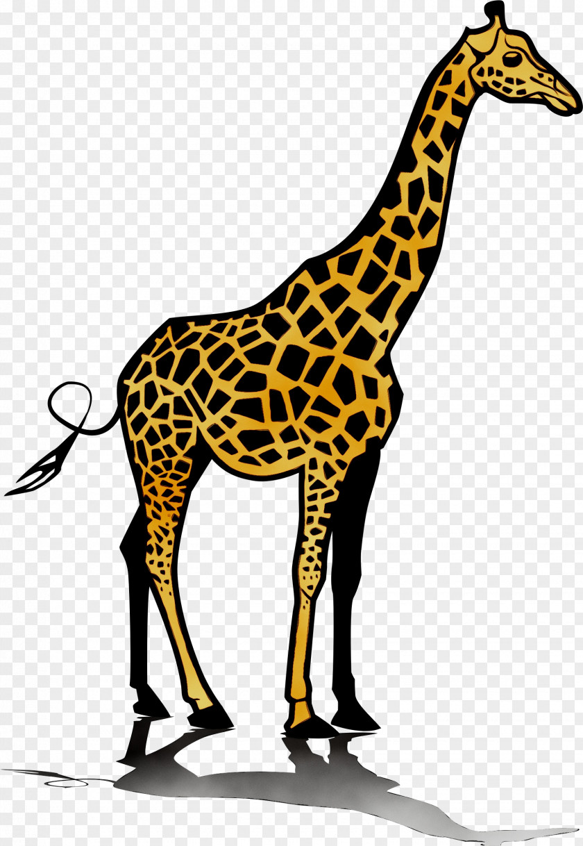 Giraffe Clip Art JPEG PNG