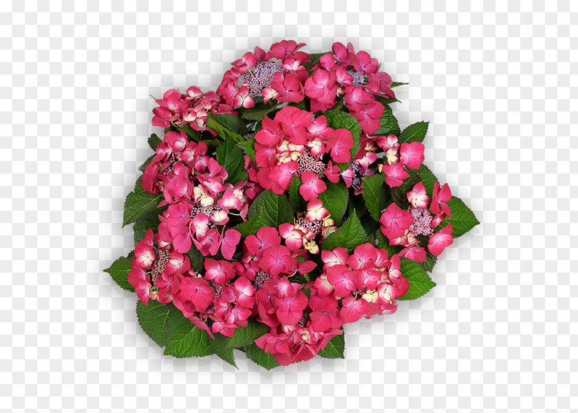 Hortensia Cut Flowers Floral Design French Hydrangea Floristry PNG