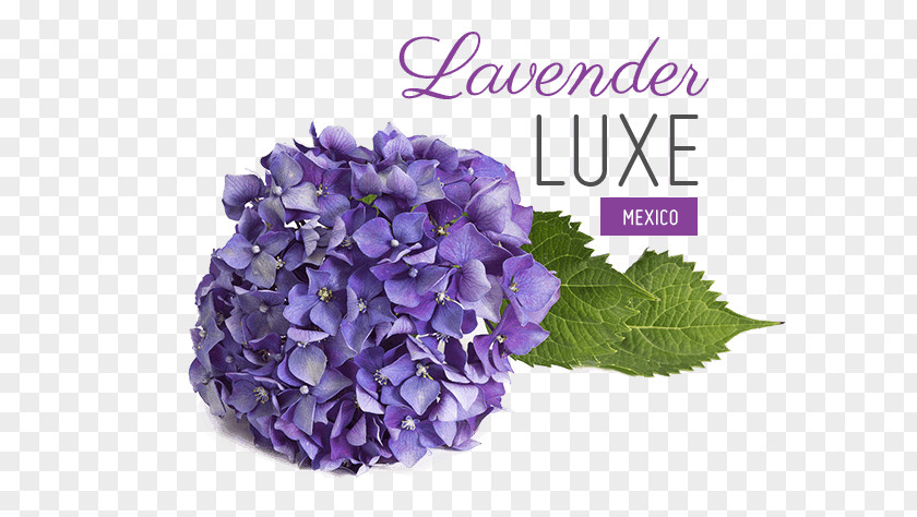 Lilac Wedding Hydrangea Lavender Violet Purple PNG