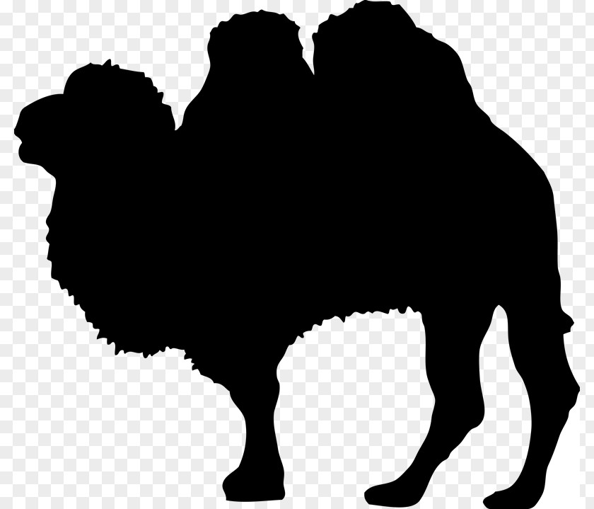Tw Camel Silhouette Wildlife Clip Art PNG