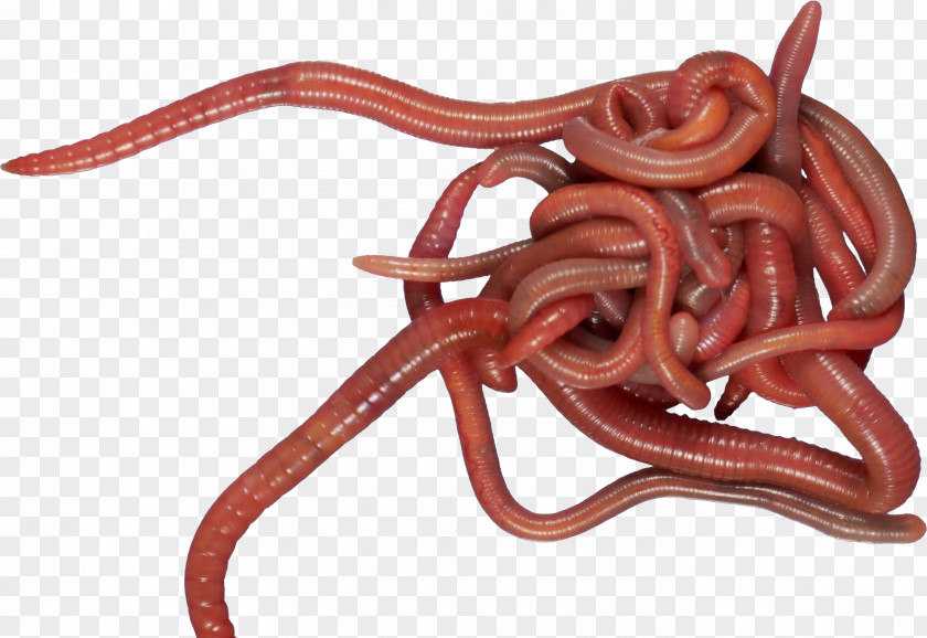 Worms Earthworm Crawling Fishing Bait PNG