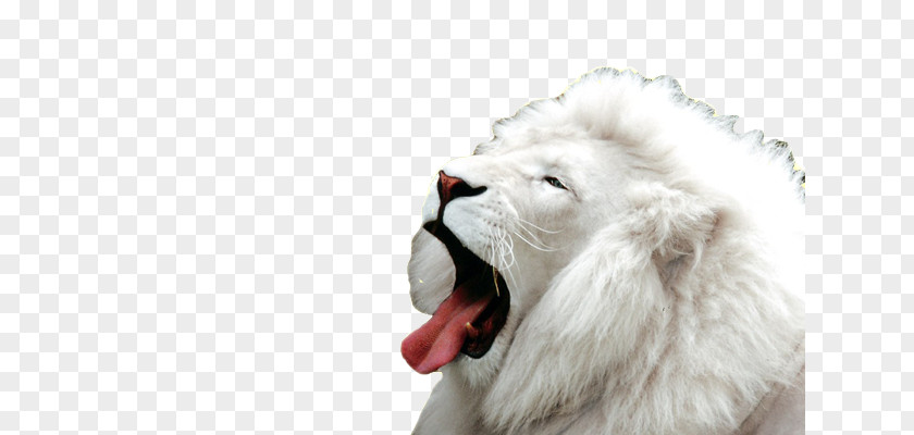 Xw White Lion Desktop Wallpaper Big Cat PNG
