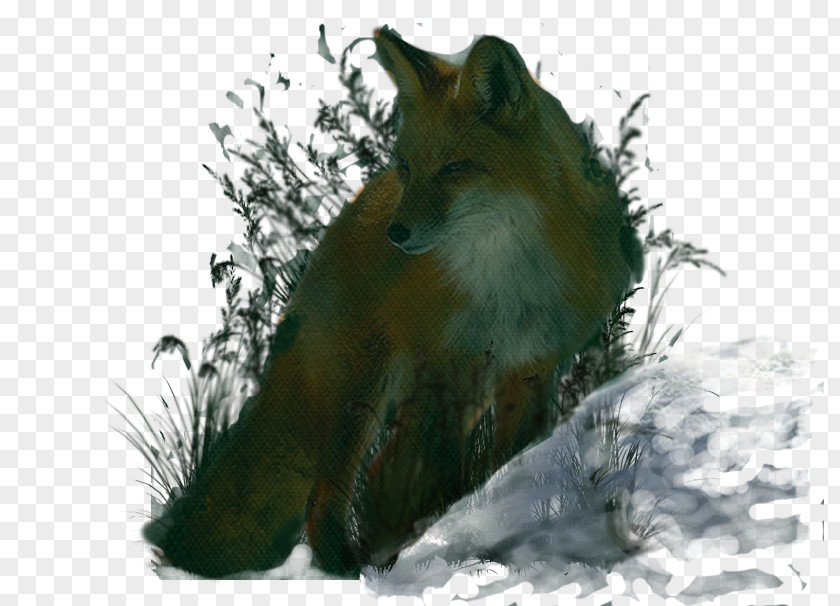 Beograd Red Fox Fauna Snout Wildlife News PNG